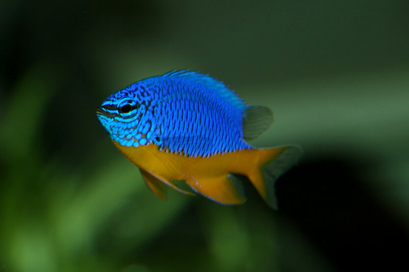 Aquarium Terrarium Krk Foto galerija